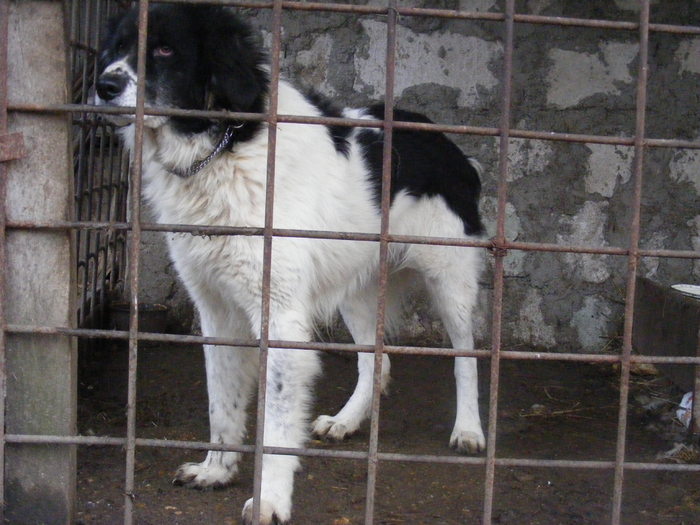 DSCF9145 - ACHILE-CIOBANESC DE BUCOVINA