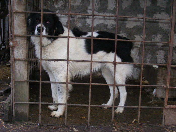 DSCF9150 - ACHILE-CIOBANESC DE BUCOVINA