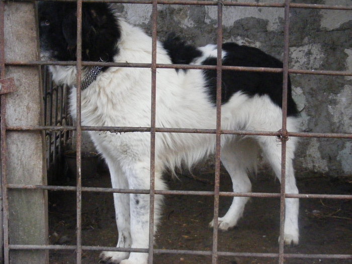 DSCF9155 - ACHILE-CIOBANESC DE BUCOVINA