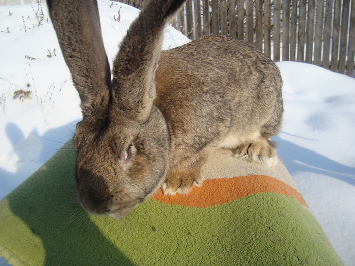 mascul  urias gri 8 luni - iepuri 30 Decembrie 2010