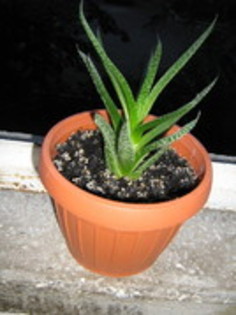 21697373_PELMVUUHK - ALOE