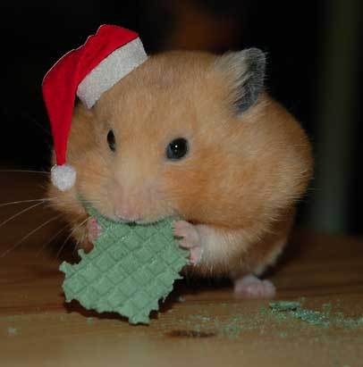 poze haioase poze hamsteri - poze cu animale amuzante