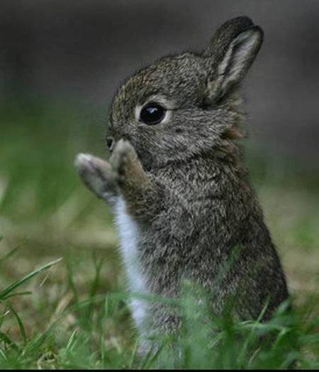 poze haioase poze iepuri - poze cu animale amuzante