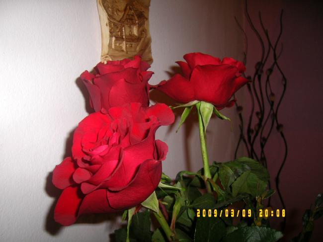 a_ra8S523414-02 - trandafirii