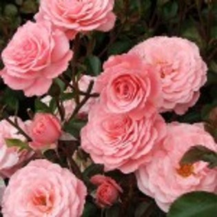 crenguta-de-trandafiri-roz-150x150 - trandafirii