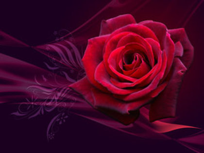 Magical_Rose___WP_by_Lilyas - trandafirii
