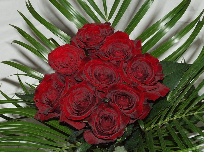TRANDAFIRI ROSII-1-2 - Imagini Cu Trandafiri