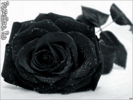 trandafir - Imagini Cu Trandafiri