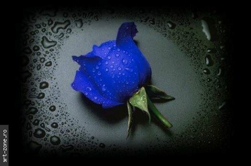 Trandafir_Albastru - Imagini Cu Trandafiri