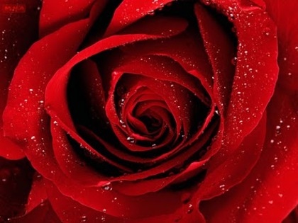 Red-Flowers-with-Dew-on-it - Imagini Cu Trandafiri