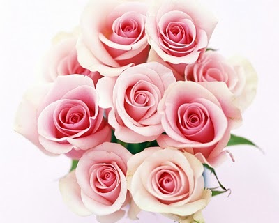 trandafiri_roze - Imagini Cu Trandafiri
