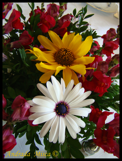 1-flori-colorate - Imagini Cu Flori Colorate