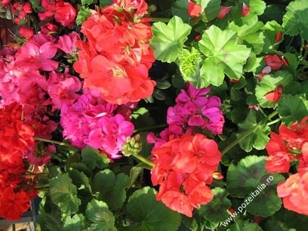 flori-frumos-colorate_6224 - Imagini Cu Flori Colorate