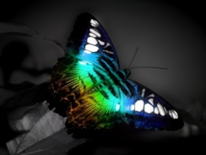 colorful_butterfly-t2 - Poze Cu Fluturi