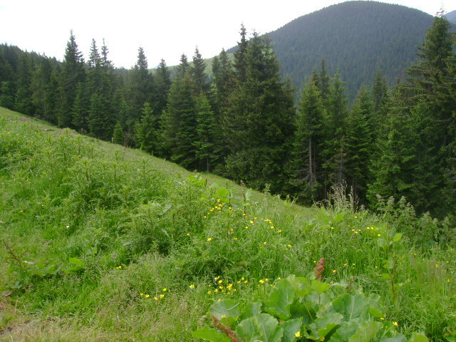 pe-un picior de plai....