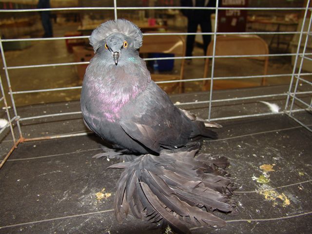 Purebrred%20Pigeon%20Add%20and%20Article%20Photos%20250