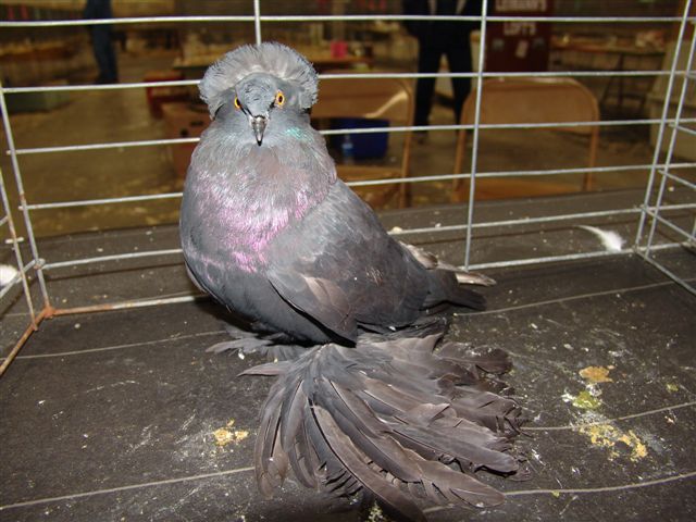 Purebrred%20Pigeon%20Add%20and%20Article%20Photos%20250