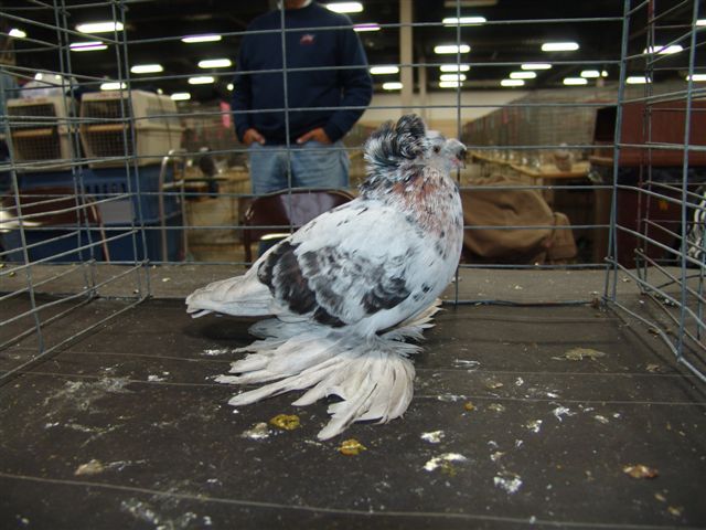 Purebrred%20Pigeon%20Add%20and%20Article%20Photos%20255