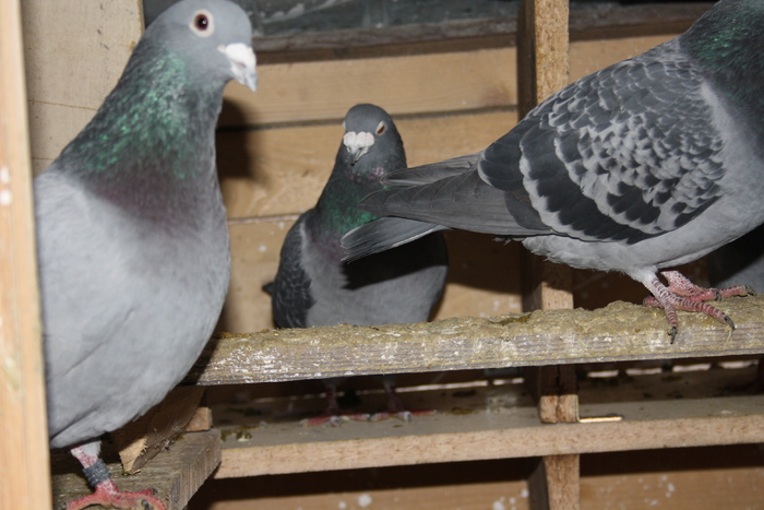 IMG_3113 - doar amintiri