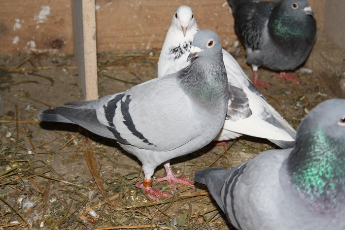 IMG_3117 - doar amintiri