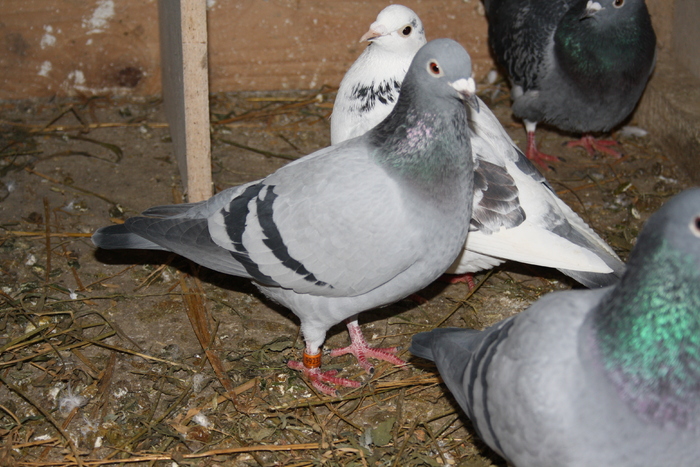 IMG_3118 - doar amintiri