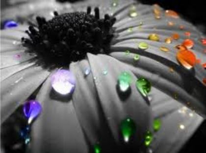 Floare fara culoarea - Imagini superbe