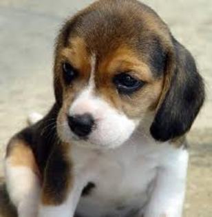 caine de vanzare; Beagle
