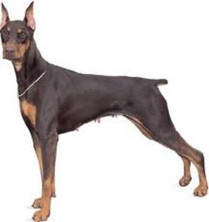 caine de paza; doberman
