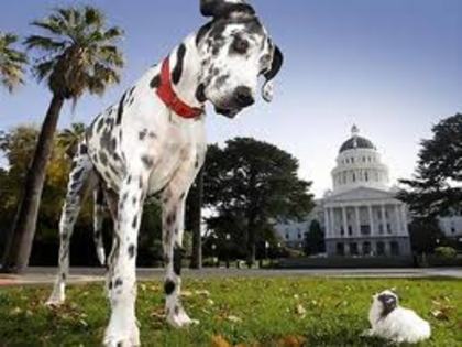 caine mare; dalmatian
