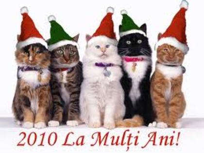 pisici 2010; La multi ani 2010!

