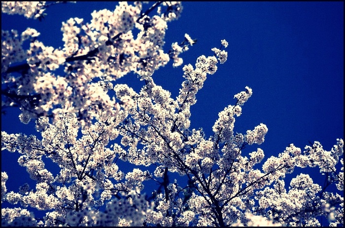 cherry blossom - Z-z-ZFlori de ciresiZ-z-Z
