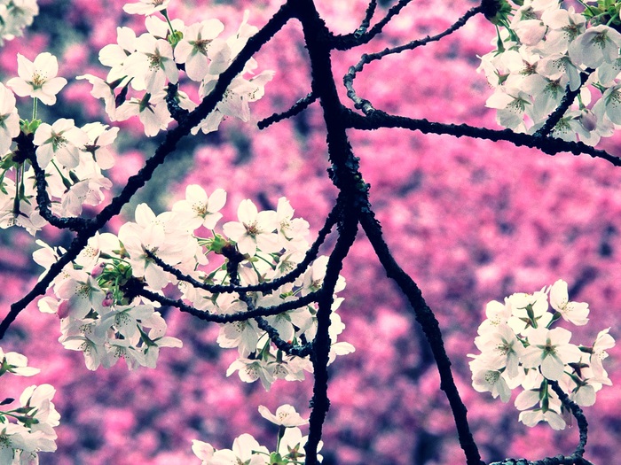 cherry_blossom_flowers