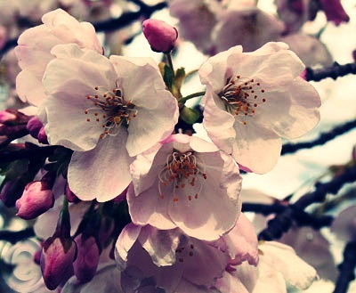 cherry_blossoms - Z-z-ZFlori de ciresiZ-z-Z