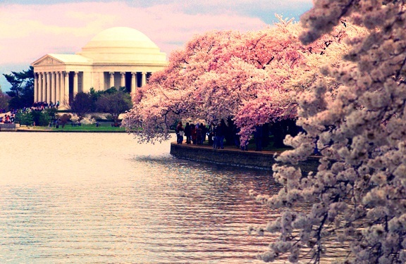 washington-dc-cherry-blossoms-jefferson - Z-z-ZFlori de ciresiZ-z-Z