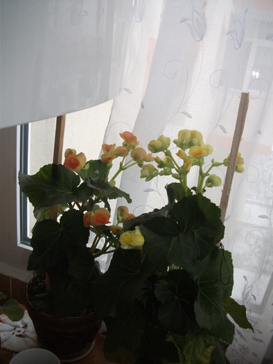 Begonia