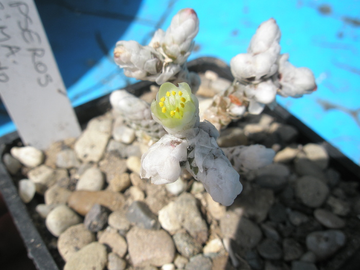 Anacampseros albissima - floare; Colectia: Andre
