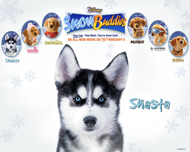 snow_buddies_shasta - concurs 4