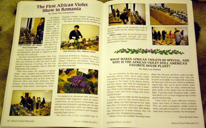 SG103993 - A 2010 - 29-30-31 Octombrie Expozitie Violete Africane