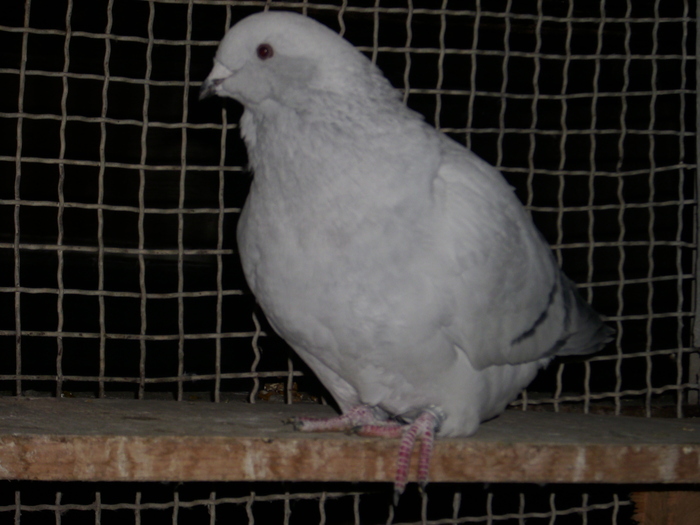  - FEMELE 2010