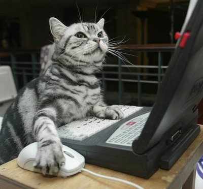 pisica la laptop!!!