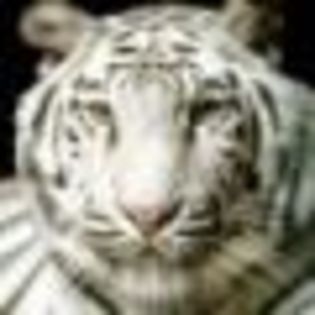 tigru ultra wow - Tigri albi