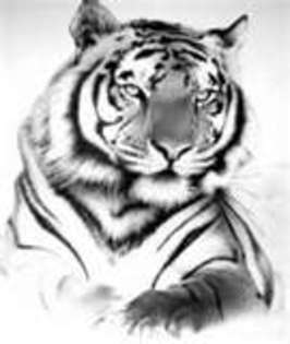tigru 2133 - Tigri albi