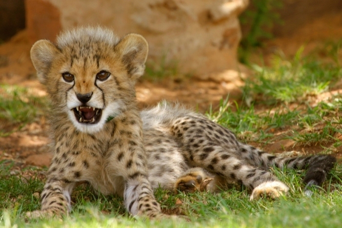 ghepard(MewSHINY) - Club animalute