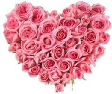inima roza; trandafiri roz
