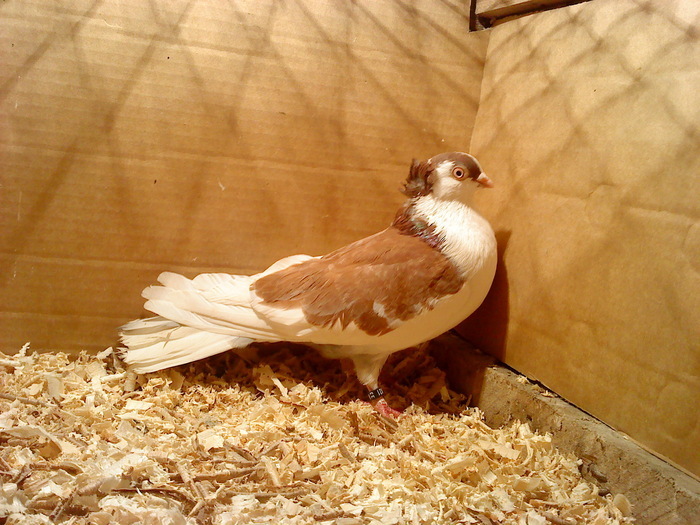 Dat la Dina M in Constanta - D- Porumbei JUCATORI DE GALATI VANDUTI Album 1