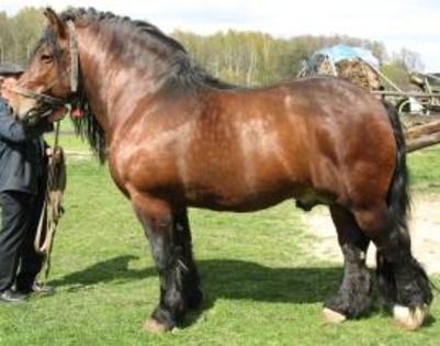19150_Jenisej_1446_G_Gd[1][1] - Cai grei si semigrei