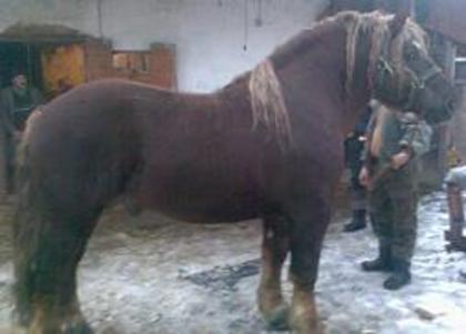 47982_Brytan_477_G_Lb[1][1] - Cai grei si semigrei