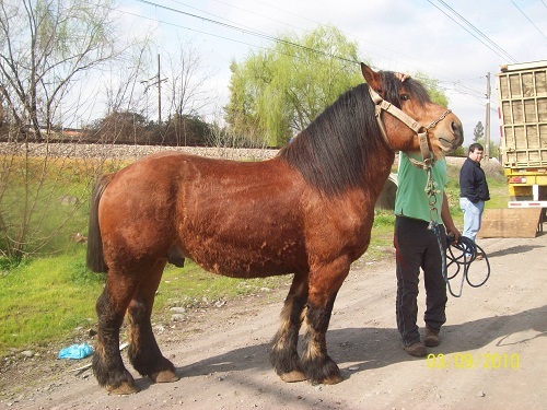 equino1[1]