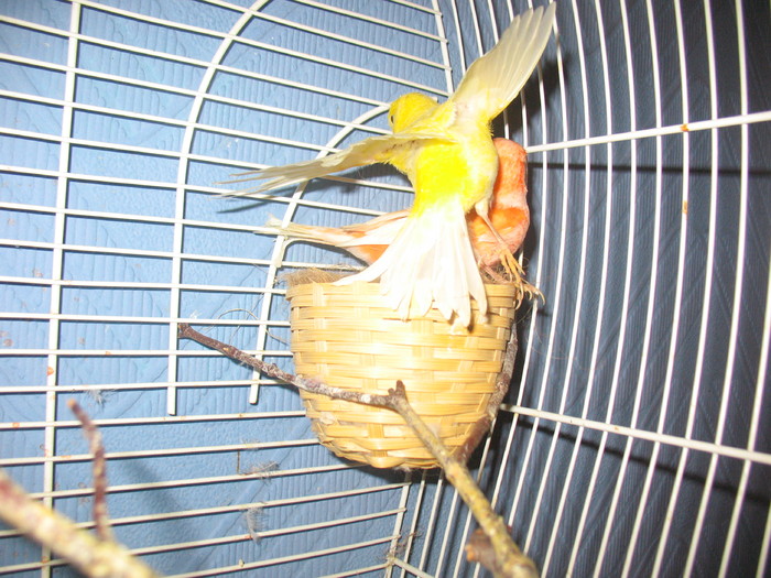 canari - CANARI