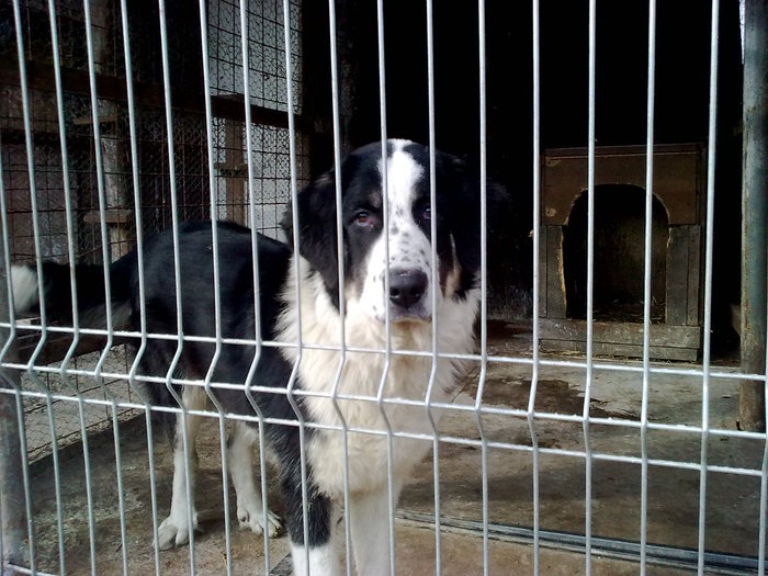 molda